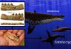 Oldest fur seal identified, ending 5-million-year ‘ghost lineage’