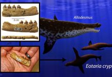 Oldest fur seal identified, ending 5-million-year ‘ghost lineage’
