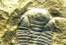 Paradoxides