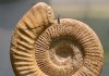 Perisphinctes