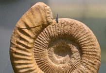Perisphinctes