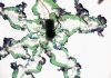 Recent research provides new data on chemical gardens, whose formation is a mystery for science
