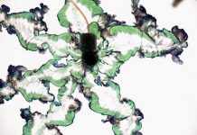 Recent research provides new data on chemical gardens, whose formation is a mystery for science