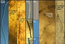 Scientists discover organism that hasn’t evolved in more than 2 billion years