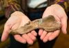 Walk like a man “Fossil raises puzzling questions about how upright body plan of great apes evolved”