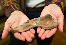 Walk like a man “Fossil raises puzzling questions about how upright body plan of great apes evolved”