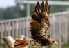 What makes the feather soar