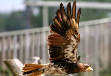 What makes the feather soar