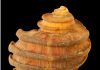 15-million-year-old mollusk protein found