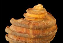 15-million-year-old mollusk protein found