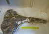 17 million-year-old whale fossil provides 1st exact date for East Africa’s puzzling uplift