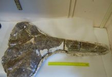 17 million-year-old whale fossil provides 1st exact date for East Africa’s puzzling uplift