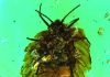 Amber reveals earliest example of maternal care in insects