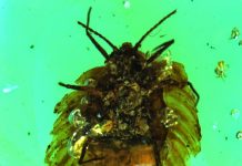 Amber reveals earliest example of maternal care in insects