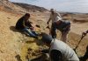 Amid chaos of Libya, newly unearthed fossils give clues to our own evolution