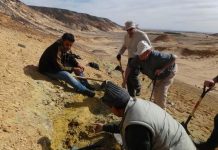 Amid chaos of Libya, newly unearthed fossils give clues to our own evolution