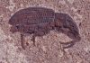 Beetles beat out extinction