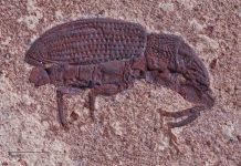 Beetles beat out extinction