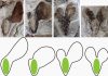 Conifers’ helicoptering seeds are result of long evolutionary experiment