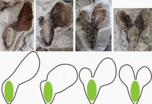 Conifers’ helicoptering seeds are result of long evolutionary experiment