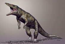Crocodile ancestor was top predator before dinosaurs roamed North America
