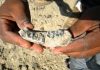 Discovery of 2.8-million-year-old jaw sheds light on early humans