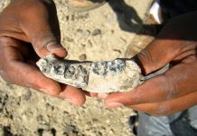 Discovery of 2.8-million-year-old jaw sheds light on early humans