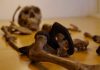 Earliest humans had diverse range of body types, just as we do today