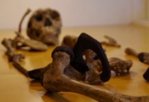 Earliest humans had diverse range of body types, just as we do today