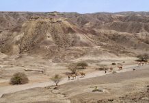 Earliest known fossil of the genus Homo dates to 2.8 to 2.75 million years ago