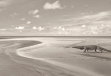 First European sea turtles became extinct due to changing sea levels