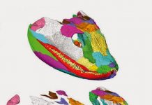 Fossil skull sheds new light on transition from water to land