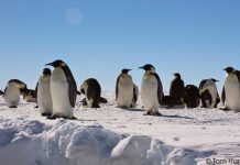 Genetics reveals where emperor penguins survived the last ice age