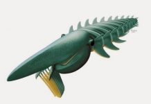 Giant sea creature hints at early arthropod evolution