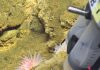 Iron-oxidizing bacteria found along Mid-Atlantic Ridge