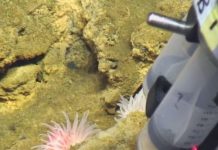 Iron-oxidizing bacteria found along Mid-Atlantic Ridge