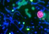 Methane oxidation fuelled by algal oxygen production