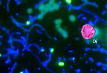 Methane oxidation fuelled by algal oxygen production