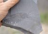 New lobster-like predator found in 508 million-year-old fossil-rich site