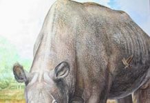 Protein the clue to solving a Darwinian mystery