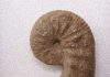 Scaphites