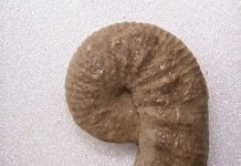 Scaphites