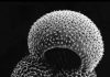 Stuck-in-the-mud plankton reveal ancient temperatures