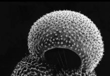 Stuck-in-the-mud plankton reveal ancient temperatures