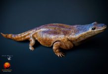Super-salamander: Earth’s top predators more than 200 million years ago