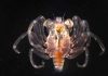 Tiny new fossil helps rewrite crab evolution, sheds lights on late Jurassic marine world