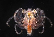 Tiny new fossil helps rewrite crab evolution, sheds lights on late Jurassic marine world