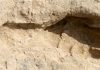 1.5 million year old tracks give snapshot of early human life.