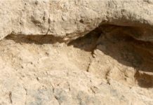1.5 million year old tracks give snapshot of early human life.