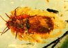100-million-year-old scale insect practiced brood care